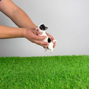 Biewer Terrier - Ola