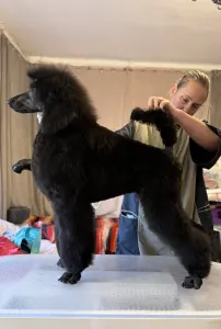 Poodle Standard - Black Girl