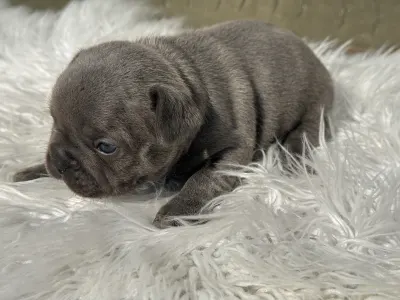 Bulldog francez - Ashur