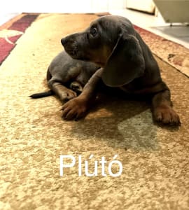 Dachshund - Plútó