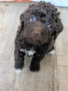 Romański pies dowodny - Ürömi Szarvasgombász Igor