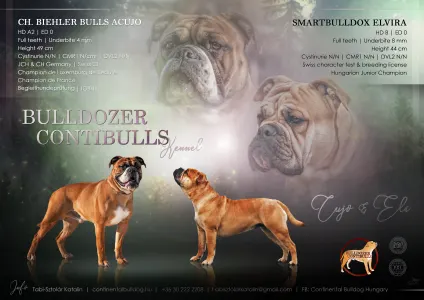 Bulldog continentale - Litter D