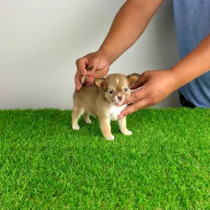 Chihuahua - Kwai