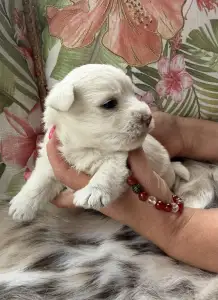 West Highland White Terrier - Bea