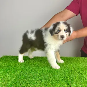 Australian Shepherd - Shaky