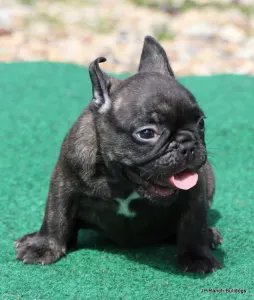 French Bulldog - Barney