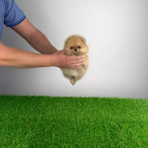 Pomeranian - Vesta