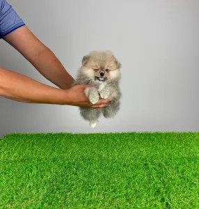 German Pomeranian Spitz - Fanny
