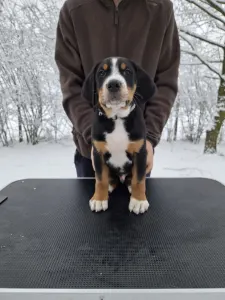 Great Swiss Mountain Dog - Jotunns Reach Asbjorn