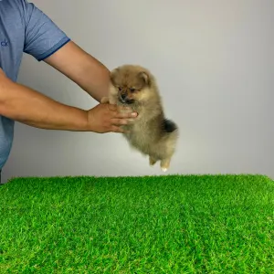 German Pomeranian Spitz - Dally