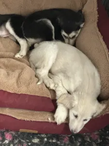 Afgánský chrt - Yahya