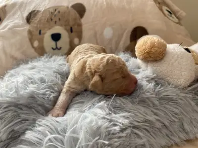 Lagotto Romagnolo - Best Hunter World Gini