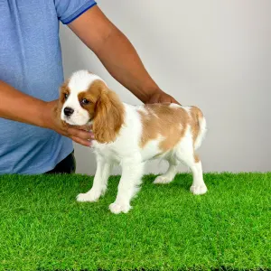 Cavalier King Charles Spaniel - Patriot