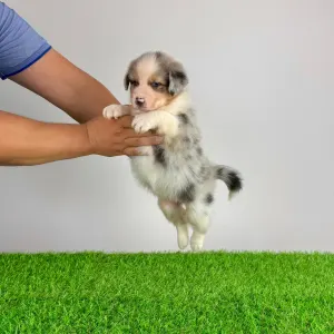 Australian Shepherd - Wolf