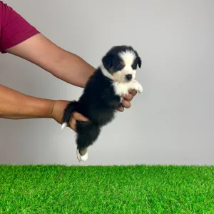 Australian Shepherd - Veron