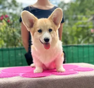 Pembroke Welsh Corgi - Amaya Queen Jewel Of Your Brilliand Diamond