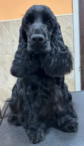 Englischer Cocker Spaniel - Amor