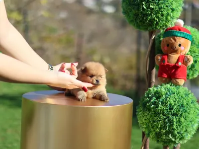 German Pomeranian Spitz - Leonardo๐