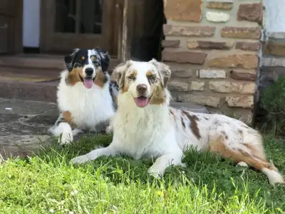 Australian Shepherd - Budnat Aussies