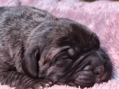 Cane Corso Italiano - Amore Redentore Antrax