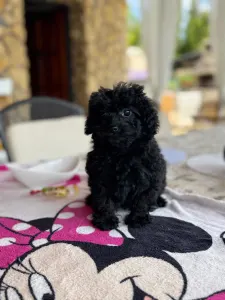 Pudel miniaturowy - Blacky