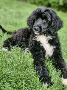 Portugiesischer Wasserhund - Bingo