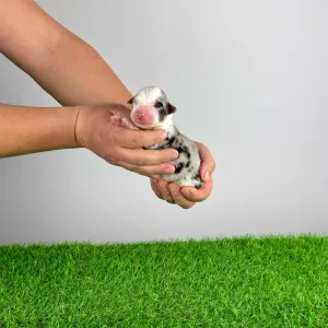 Berger australien - Cedric