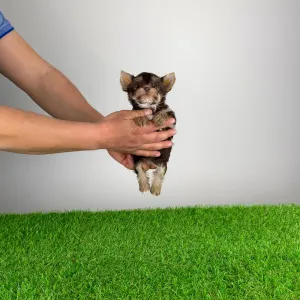 Yorkshire Terrier - Menos