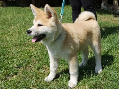 Akita Inu - Yuki Yanagi No Tani