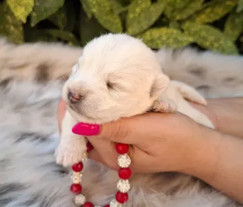 West Highland White Terrier - Bella