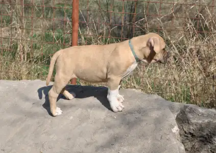 Amerikai staffordshire terrier - Gelatelli Sorbet