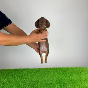 Dachshund - Chubby