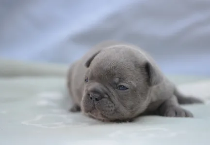 Französische Bulldogge - Monty