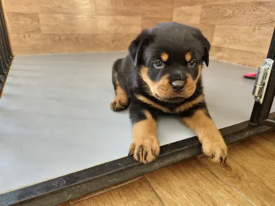 Rotvajler - Aria Ranch Rottweilers