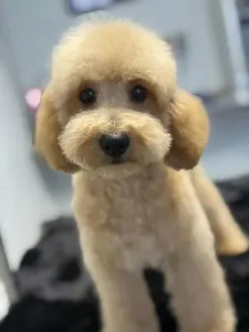 Cavapoo - Nóra