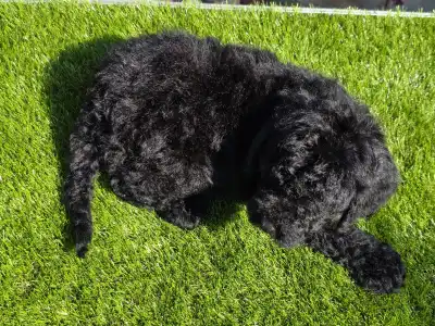 Cavapoo - Zeus