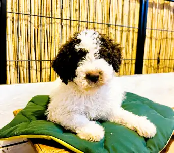 Chien d'eau romagnol - Grammi Gummi