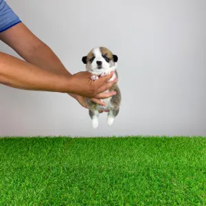 Welsh Corgi Pembroke - Checky
