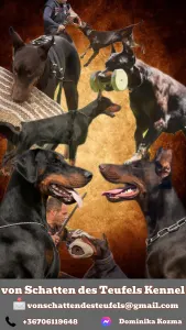 Dobermann - Antonio