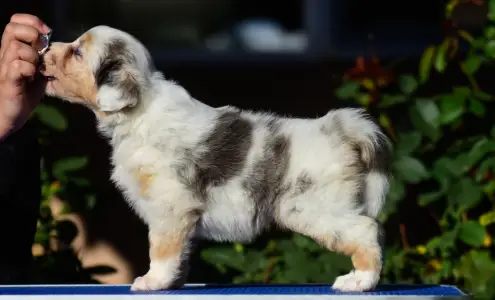 Australian Shepherd - Winstead No Fear Forever