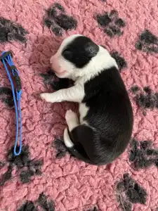 Border Collie - Sötétkék Nyakörv /fekete Kan