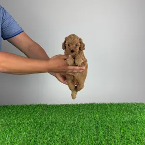 Poodle Miniature - Hollis