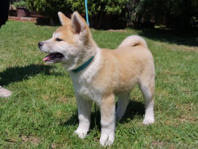 Akita inu - Yuki Yanagi No Tani