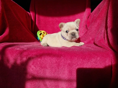 French Bulldog - Pihe