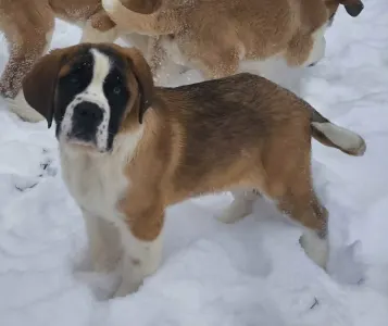 Saint Bernard - Roger