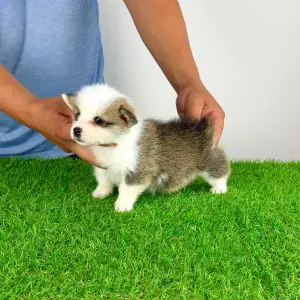 Welsh Corgi Pembroke - Chita