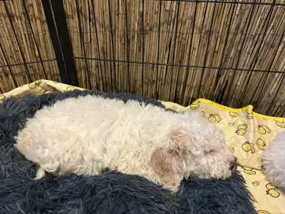 Lagotto Romagnolo - Tummi Gummi