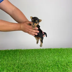 Jorkšírský teriér - Verdi