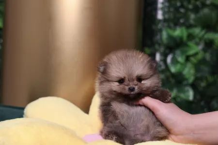 Pomeranian - Luciano