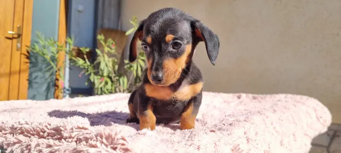 Dachshund - Tappancs